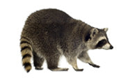 Humane Wildlife Exclusion Kit