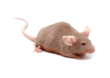 Rats, Mice & Rodents