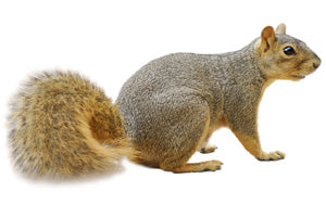 Humane Squirrel Exclusion Kit